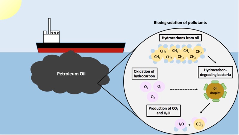 Biodegradation vs Bioremediation