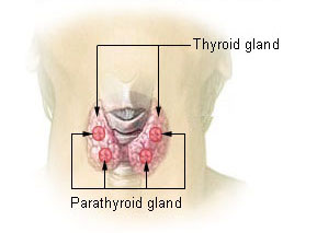 Difference Between Calcitonin and Parathyroid Hormone