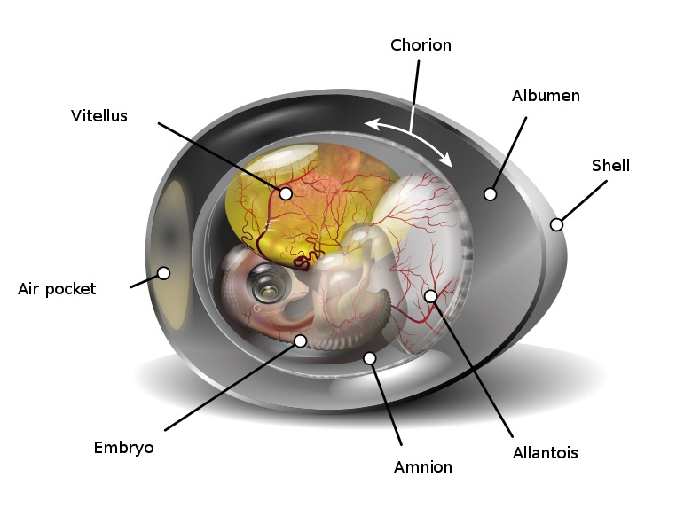 what-is-the-difference-between-chorion-and-placenta-pediaa-com