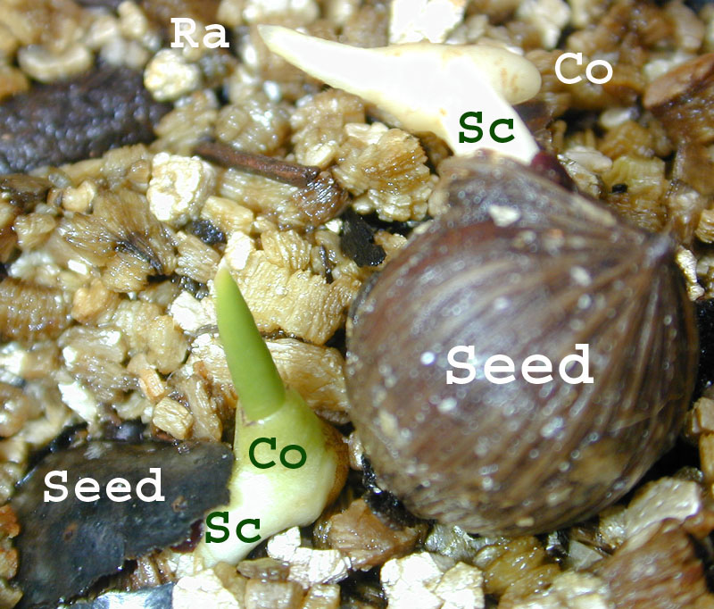 Coleoptile vs Coleorhiza