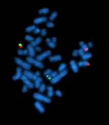 Difference Between Cytogenetics and Molecular Genetics