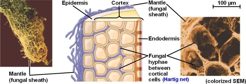 Difference Between Ectomycorrhizae and Endomycorrhizae