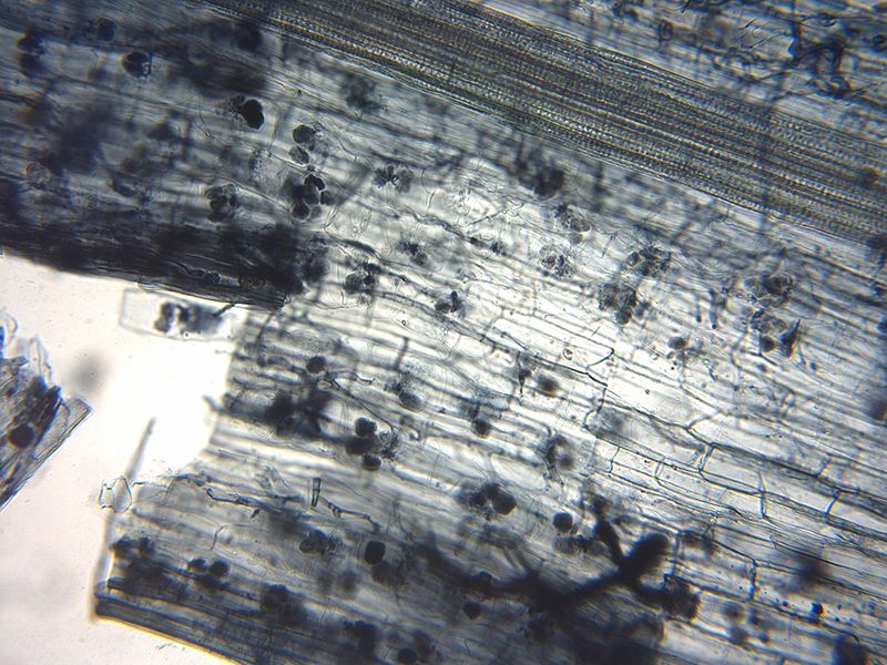 Ectomycorrhizae vs Endomycorrhizae