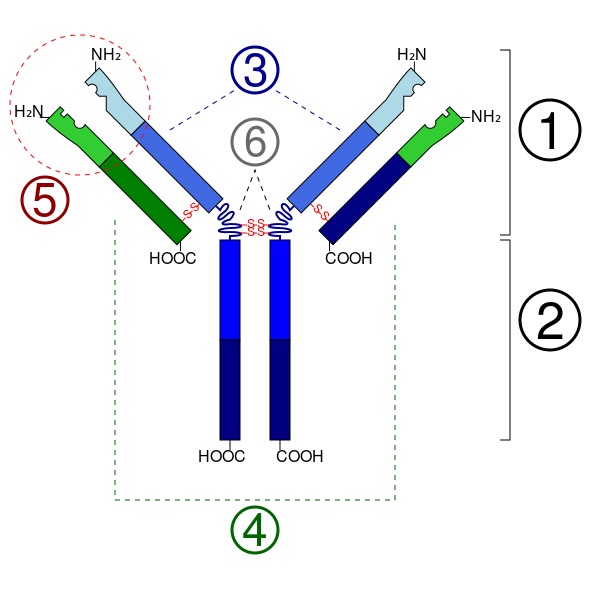 What is the Difference Between Epitope and Paratope