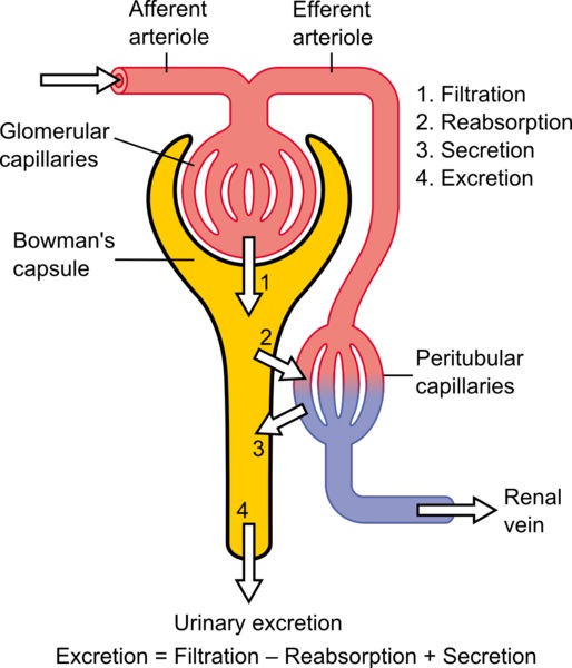 What Is The Difference Between Excretion And Osmoregulation - Pediaa.Com