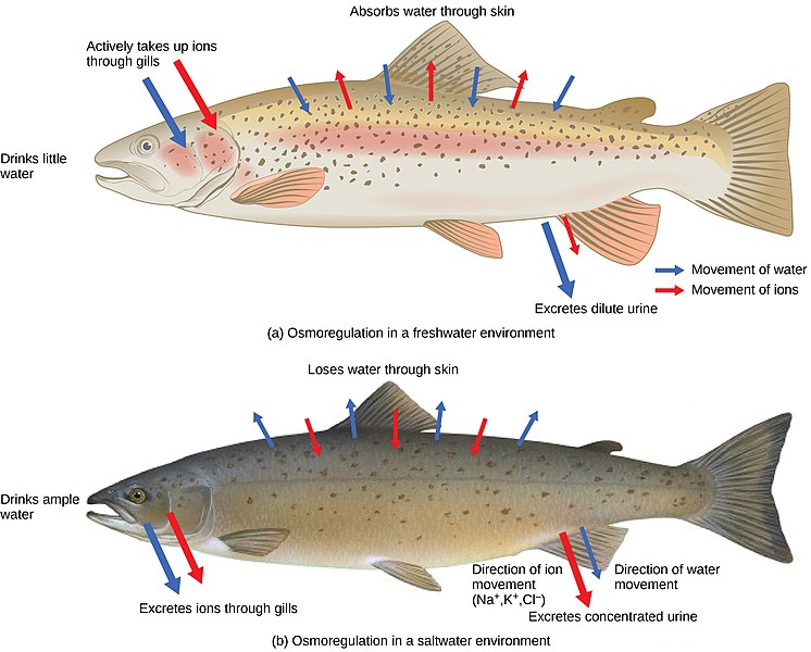 euryhaline-and-stenohaline-organisms-examples-previous-year