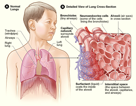 Gills vs Lungs