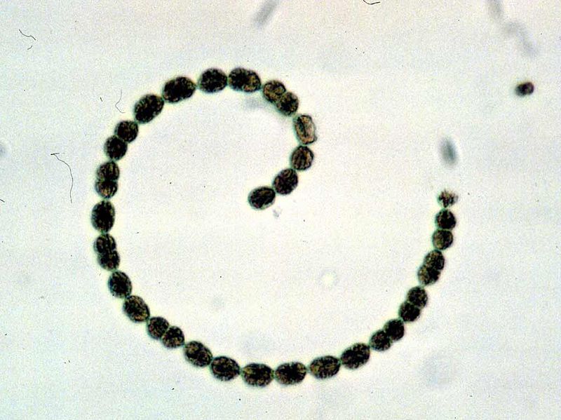 Nostoc vs Anabaena