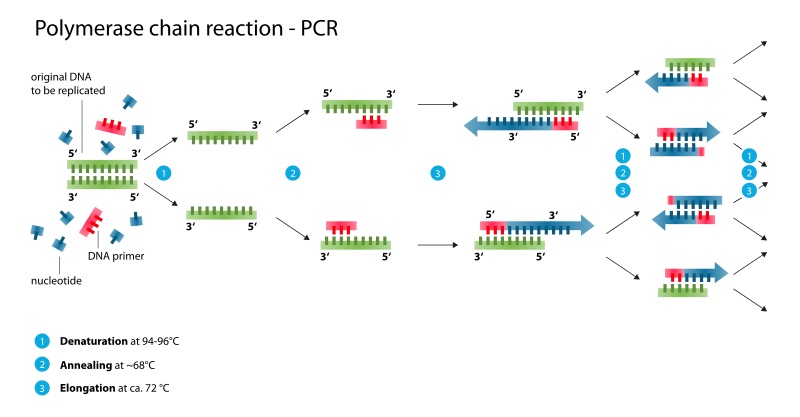 Difference Between PCR and DNA Replication