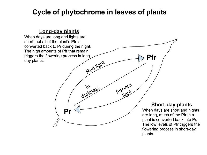 What is the Difference Between Photoperiodism and Phototropism What is the Difference Between Photoperiodism and Phototropism
