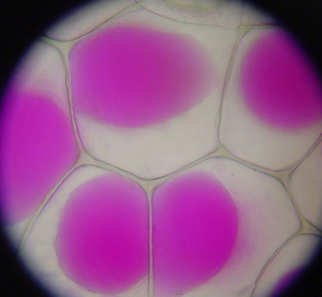 Difference Between Plasmolysis and Turgidity