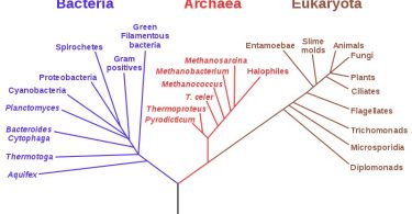 Difference Between Rooted and Unrooted Phylogenetic Tree