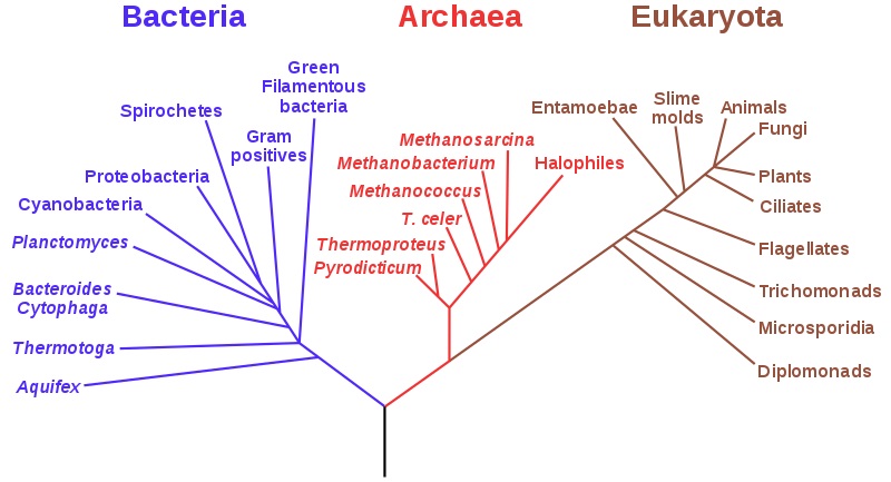 Difference Between Rooted and Unrooted Phylogenetic Tree