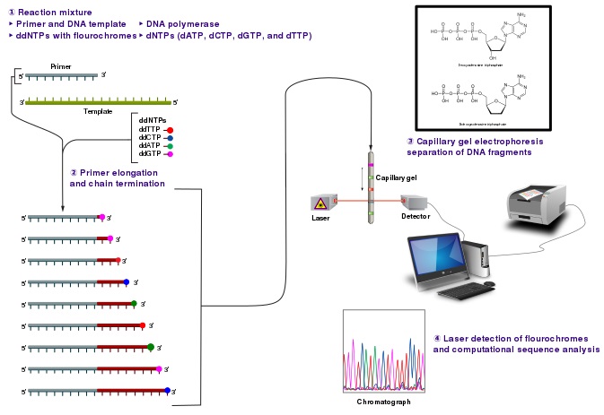 Sanger Sequencing vs Pyrosequencing