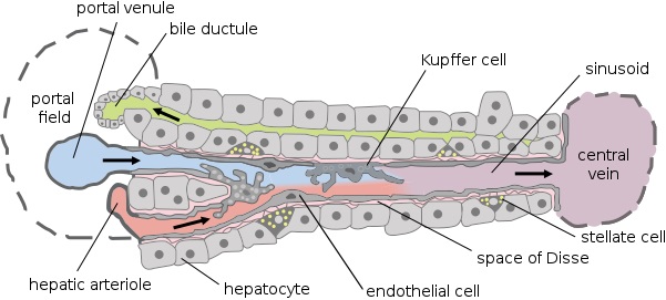 Sinusoids vs Capillaries