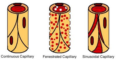 What is the Difference Between Sinusoids and Capillaries