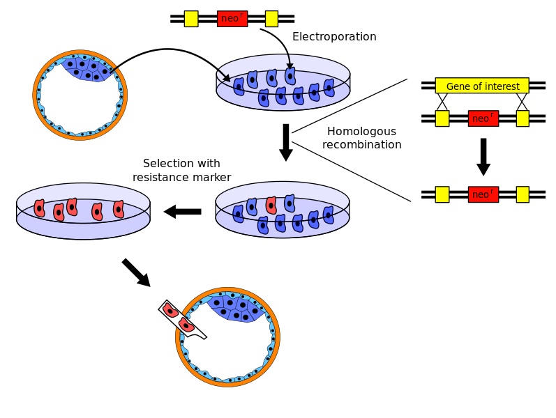 Transient vs Stable Transfection