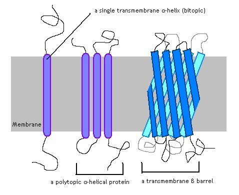 Difference Between Transmembrane and Peripheral Proteins