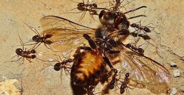 Difference Between Carpenter Ants and Termites