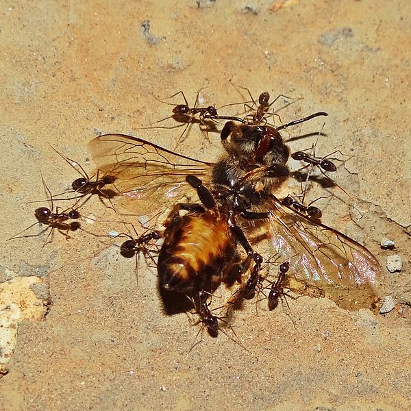 Difference Between Carpenter Ants and Termites