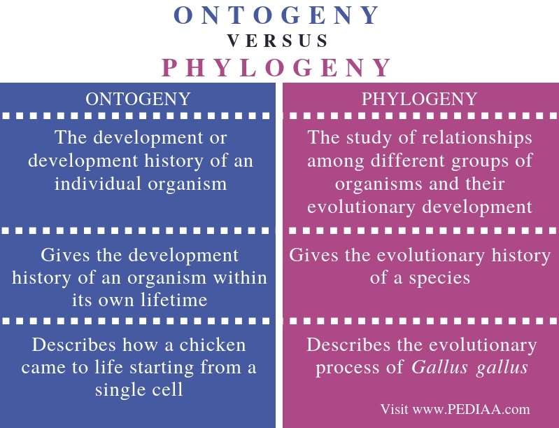 Difference Between Ontogeny and Phylogeny - Comparison Summary