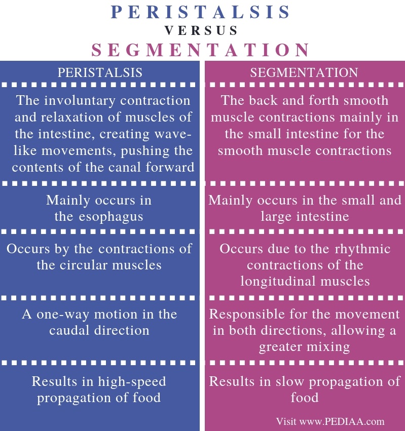 Difference Between Peristalsis and Segmentation - Comparison Summary