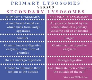 lysosomes biodegradation bioremediation pediaa lysosome differences biologische afbraak