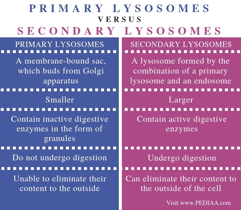 Difference Between Primary and Secondary Lysosomes - Comparison Summary