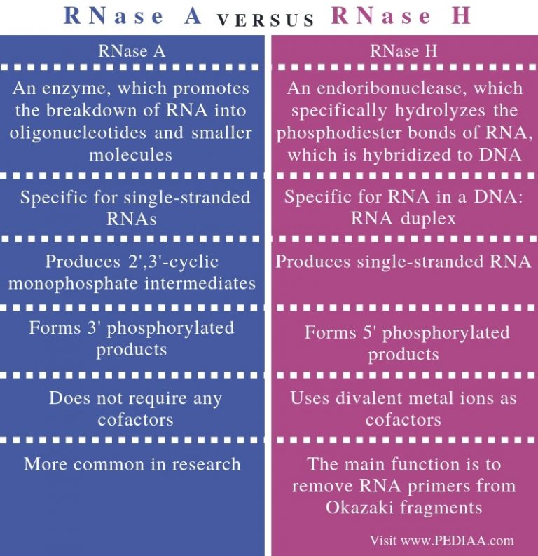What is the Difference Between RNASE A and RNASE H - Pediaa.Com