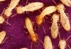 Difference Between Termites and White Ants