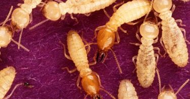 Difference Between Termites and White Ants