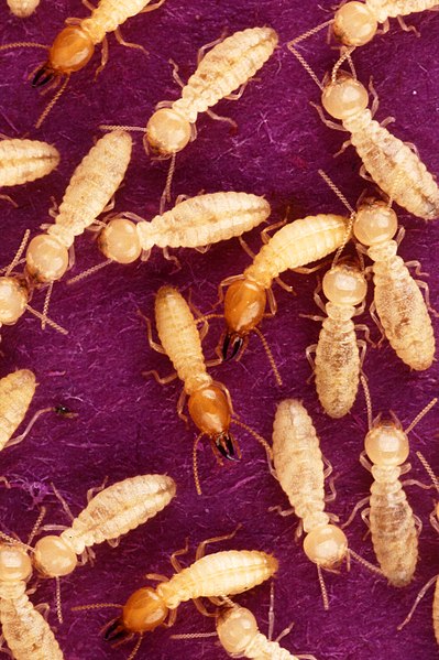 Difference Between Termites and White Ants