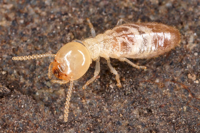 Termites vs White Ants