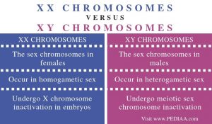 What is the Difference Between XX and XY Chromosomes - Pediaa.Com