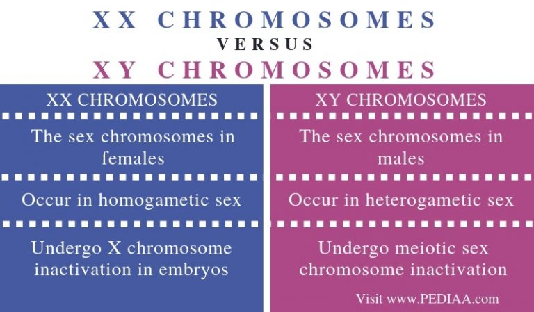 What Is The Difference Between Xx And Xy Chromosomes Pediaacom 1133