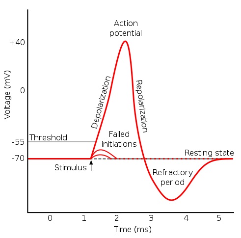 What is the Difference Between Absolute and Relative Refractory Period ...