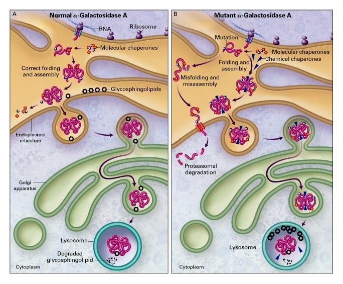 do chaperone proteins help determine native structure