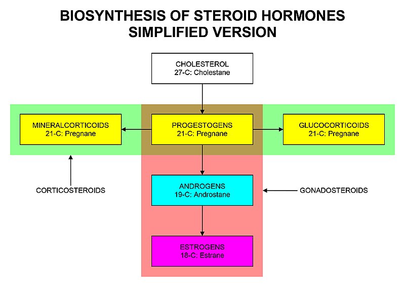 What is the Difference Between Glucocorticoids and Corticosteroids