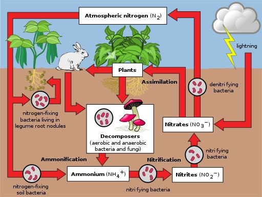 microbiology-an-introduction-to-its-range-of-scopes-plantlet