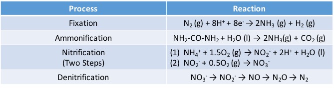 what-is-the-difference-between-nitrogen-fixation-and-nitrification