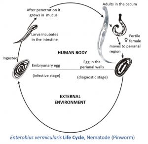 What is the Difference Between Pinworms and Threadworms - Pediaa.Com