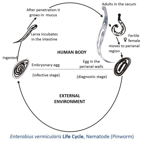 pinworm ciklus