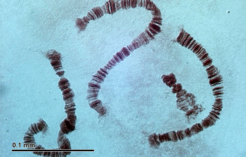 Difference Between Polytene and Lampbrush Chromosome