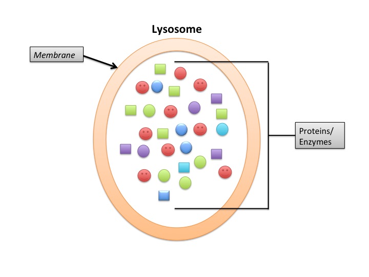 What is the Difference Between Primary and Secondary Lysosomes_Figure1