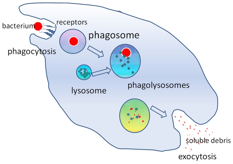 Primary vs Secondary Lysosomes