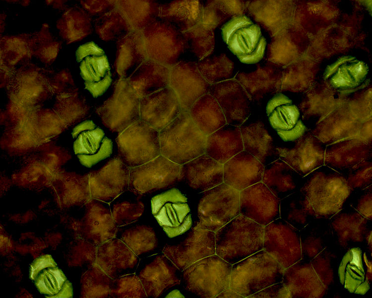 Stomata vs Lenticels