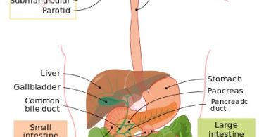 Difference Between Alimentary Canal and Gastrointestinal Tract