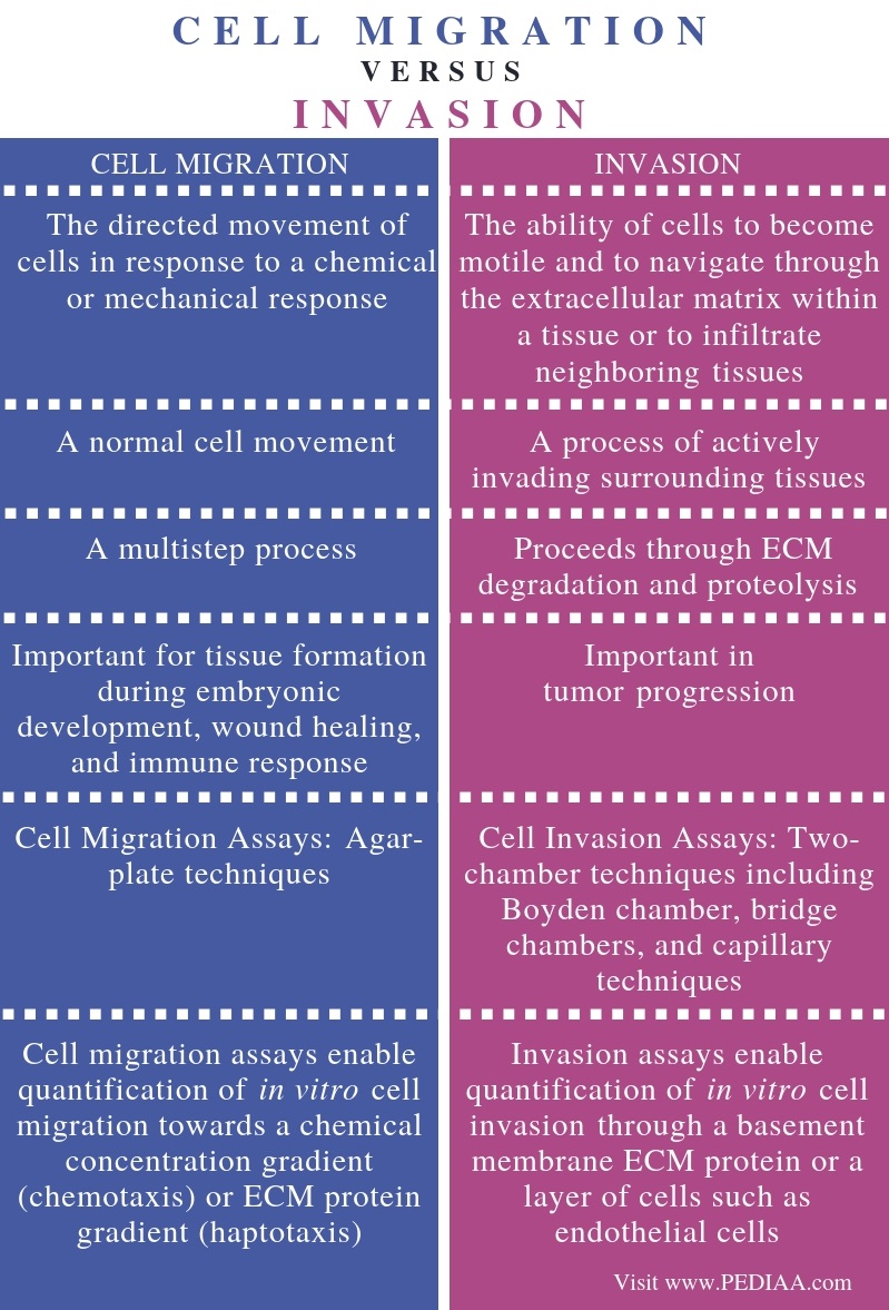 Difference Between Cell Migration and Invasion