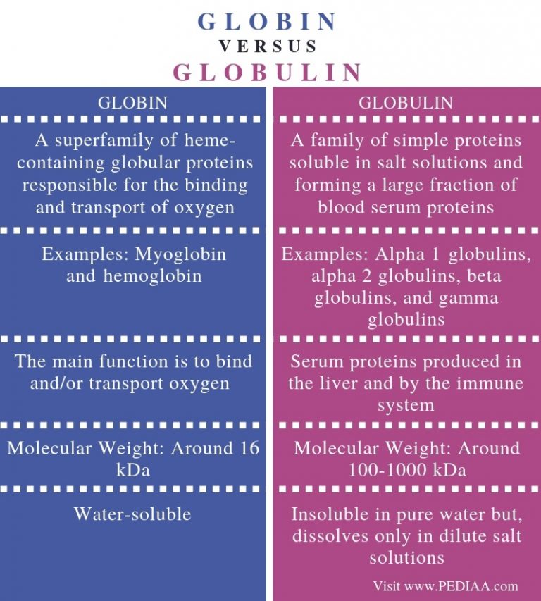 Difference Between Globin and Globulin