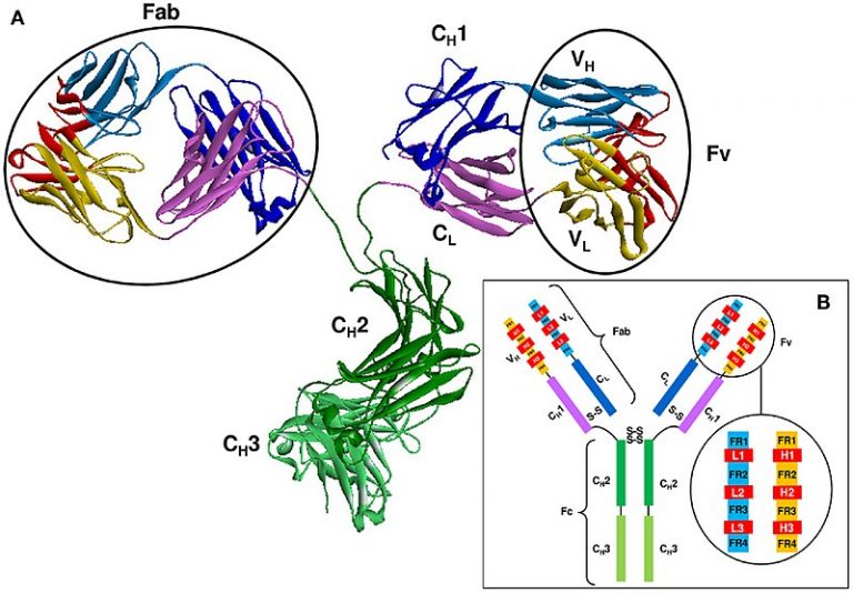 Difference Between Globin and Globulin
